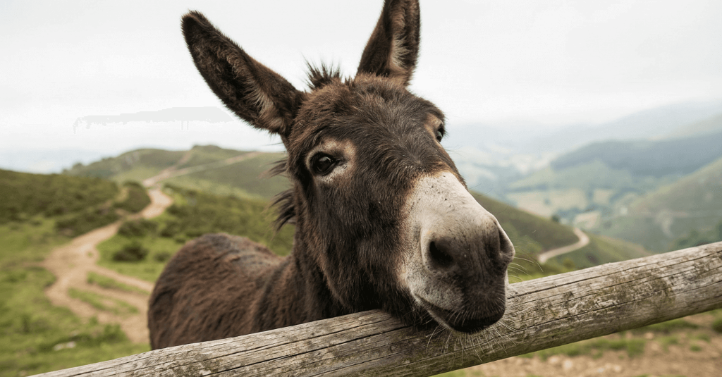 Compagnon de randonnée - Ser'âne