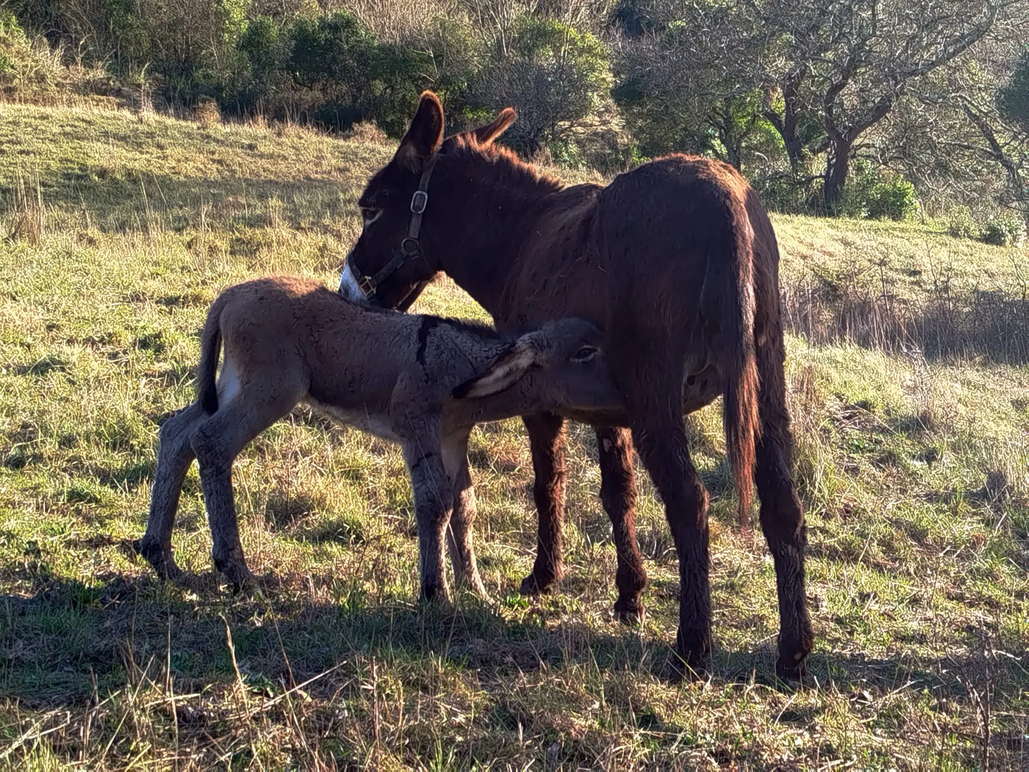 Un ânon est né ! Naissance dans notre élevage en Occitanie
